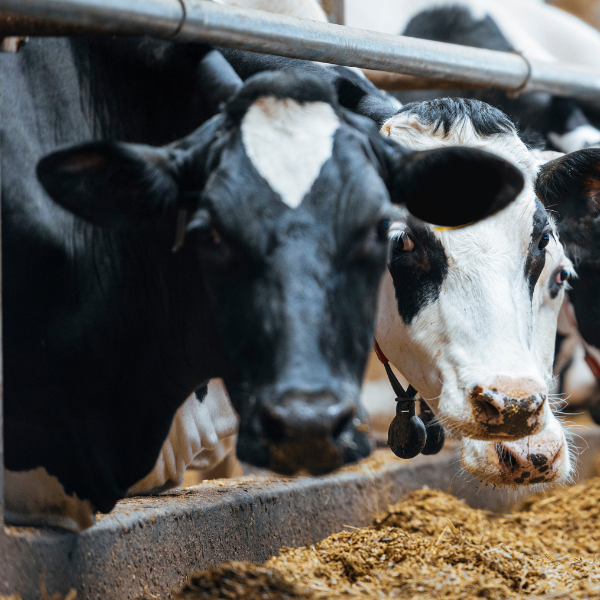 Cows feeding at a trough.